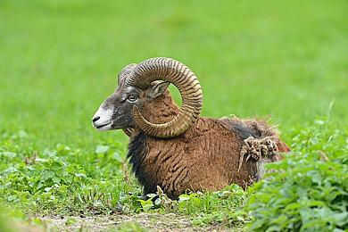 《生化危机4：重制版》细节 阿什莉无血条但不无敌