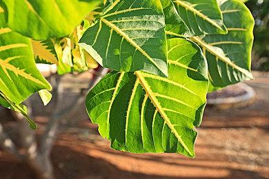 传闻《雷神之锤：复苏版》即将公布 有新内容